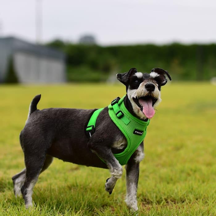 Authentic Puppia Ritefit Harness With Adjustable Neck, Green, Extra-Large