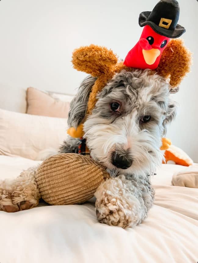Midlee Pilgrim Turkey Thanksgiving Dog Headband
