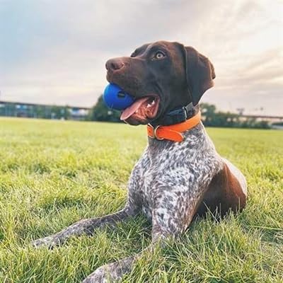 Chuckit! Crunch Ball Dog Toy, Medium for All Breed Sizes