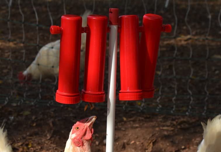 RentACoop Chicken Treat Dispenser (Large)