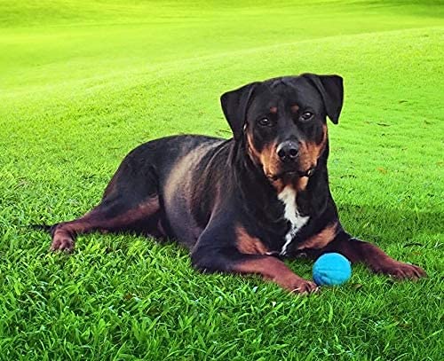 Pet Qwerks Talking Babble Ball - Interactive Chew Dog Toy - Large