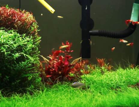 Greenpro Dwarf Hairgrass Live Aquarium Plants Tissue Culture Cup Freshwater Fish Tank Decorations