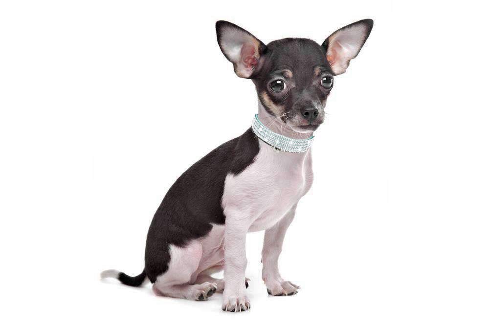 Haoyueer Rhinestones Dog Cat Collars With Bell Bling Pet Puppy Collars With Soft Velvet Crystal Collars Girl Jeweled Necklace (Blue)