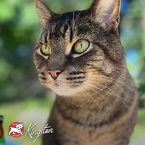 Fromm Four-Star Nutritionals Hasen Duckenpfeffer Cat Food - Premium Dry Cat Food - Rabbit Recipe - 10 lb