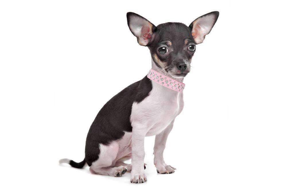 Haoyueer Bling Rhinestone Pu Leather Crystal Diamond Pet Dog Cat Puppy Collar Black S M L Xl (S, Green)