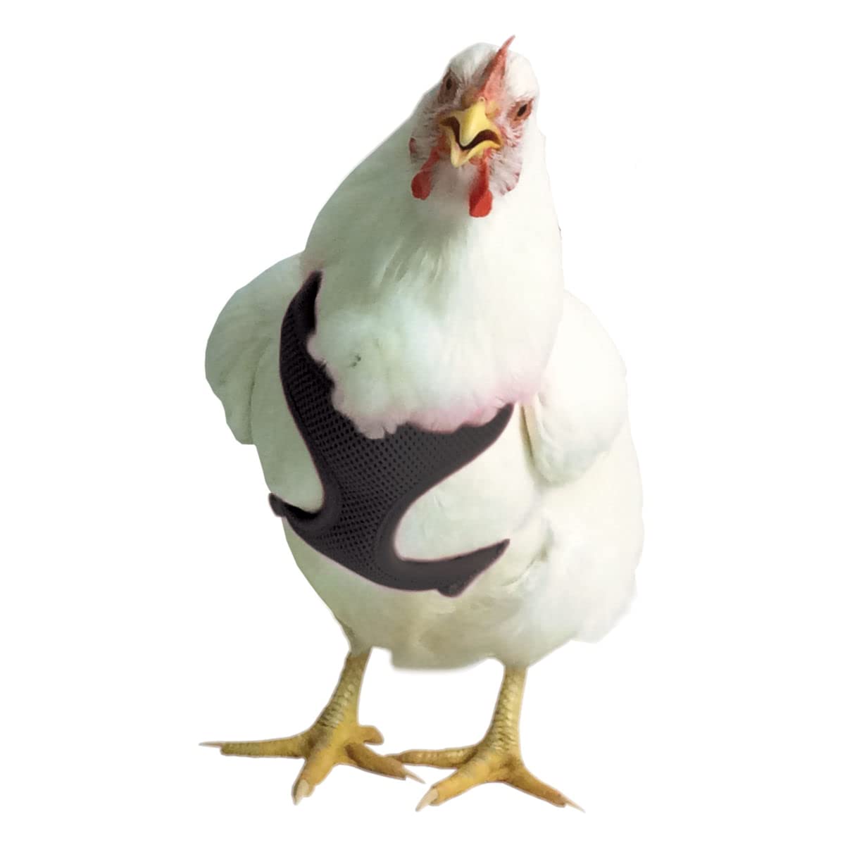 Chicken Harness (Black, Medium)