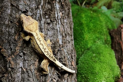 Gal  pagos (05501) Natural Cork Bark for Reptiles - Ideal for Bearded Dragons, Snakes, and Geckos - Climbing Accessory for Terra