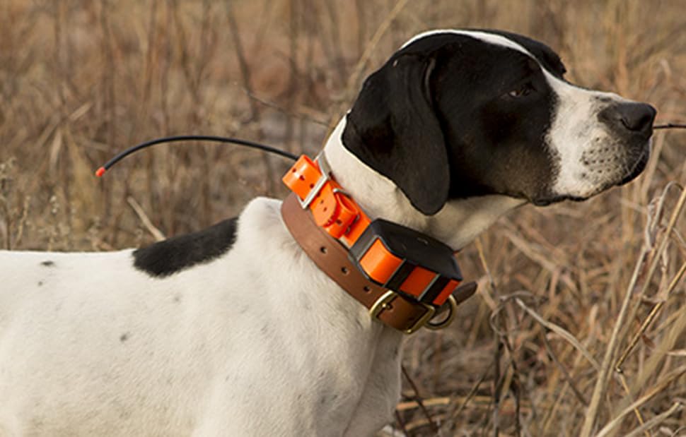 Dogtra Strap Black 3/4' X 28'