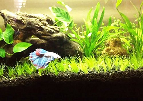 Greenpro Dwarf Hairgrass Live Aquarium Plants Tissue Culture Cup Freshwater Fish Tank Decorations