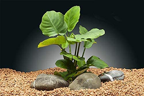 Florida 8 Species Live Aquarium Plants Bundle (8 Plant Species)