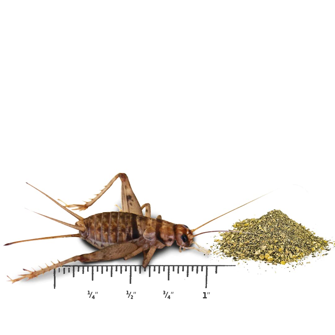 Joshs Frogs 1 GUTLOADED Banded Crickets (60 Count)