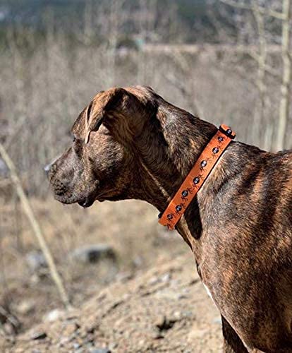Native Pup Halloween Dog Collar (Medium, Spiders)