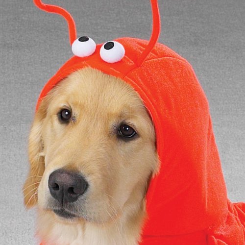 Casual Canine Lobster Paws Dog Costume, Small (fits lengths up to 12), Red-Orange