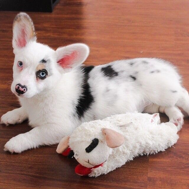 Multipet CLASSIC MEDIA 6-Inch Lamb Chop Dog Toy - Pack of 3, Cotton Blend, Fun Plush Chew Toy for Dogs