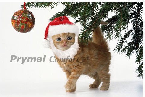 Prymal Comfort Santa Dog Cat Costume