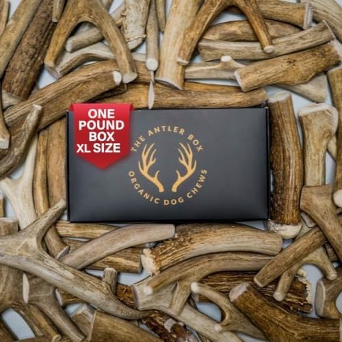 The Antler Box Premium Deer Antler Dog Chews (1 Lb Bulk Pack) (X-Large (2 Antlers)