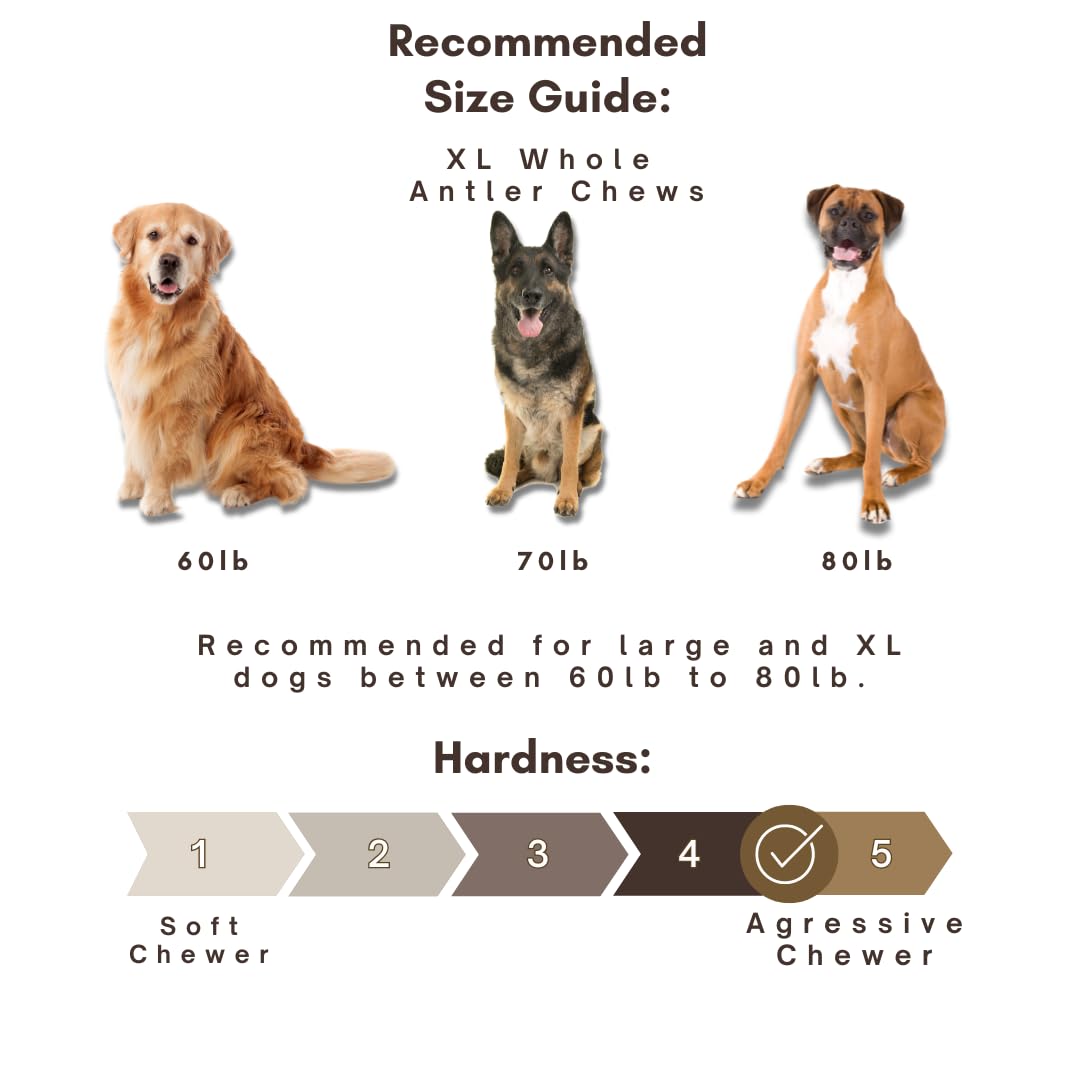 WhiteTail Naturals - Deer Antlers for Large Dogs - (1 Pack - Extra Large) - All Natural Dog Antler- Naturally Shed, Long Lasting