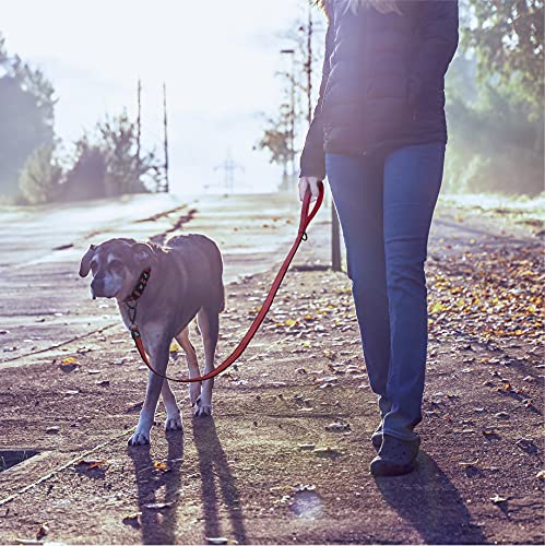 Kruz Pet Kzv5048-08M 4'' Long Reflective Heavy Duty Click Lock Hook Leash Strong, Secure Nylon Safety Lead With Locking Carabine