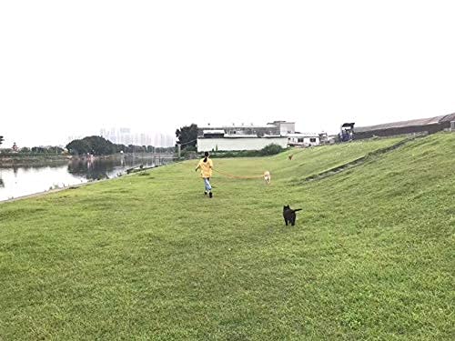 Amagood Dog/Puppy Obedience Recall Training Agility Lead-15 Ft 20 Ft 30 Ft 50 Ft Long Leash-For Dog Training,Tie Out,Play,Safety,Camping (20 Feet, Orange)