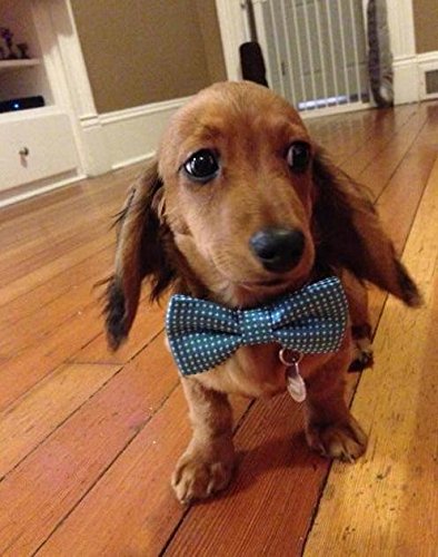 Colorful Polka Dots Bow Tie,Adjustable Bowtie Fashion Accessories for Pet Dog Cat (blue)