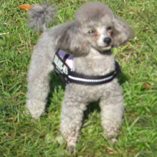 K9 Powerharness, Size: Baby 1, Kiwi