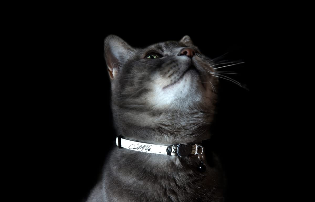 Rogz Glow In The Dark Reflective Cat Collar With Breakaway Clip And Removable Bell, Fully Adjustable To Fit Most Breeds, Blue Floral Cat Design