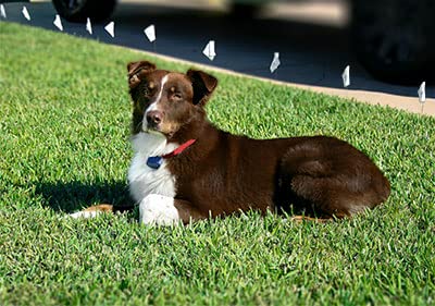 Extreme Dog Fence Dog Collar Replacement Strap - Purple - Compatible With Nearly All Brands And Models Of Underground Dog Fences
