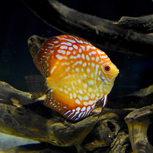 Seachem Discus Buffer 1 Kilo,white