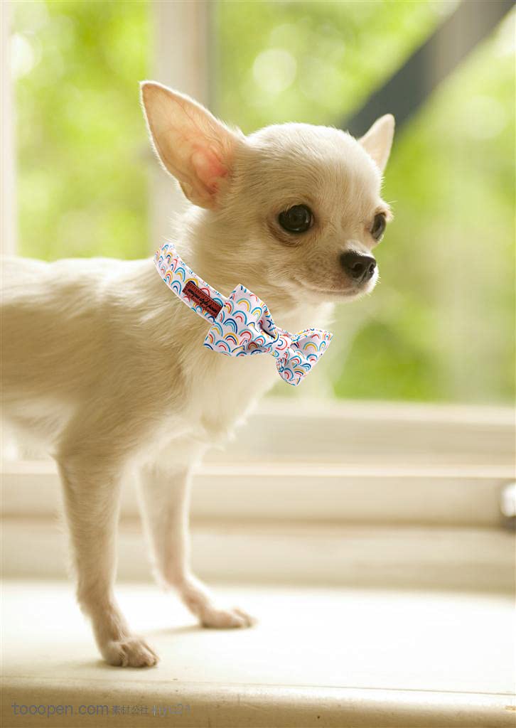 Unique Style Paws Rainbow Colorful Dog Collar With Bow Pet Gift Adjustable Soft And Comfy Bowtie Collars For Small Medium Large Dogs