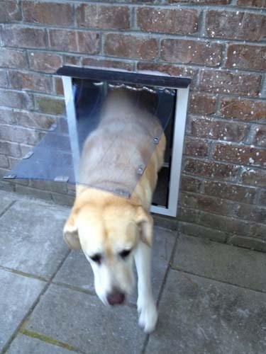 Security Boss Maxseal Wall Mounted Pet Door - Both Small And Huge Superior Weatherproof Seal - Easy Wall Mount Installation - Du