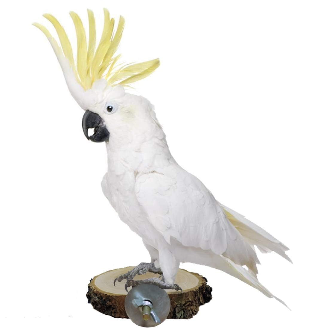 Hamiledyi Perch Platform For Bird Cage,Natural Round Wooden Stand Platform Bird Toy For Canary Parakeet Cockatiel Parrot Budgie