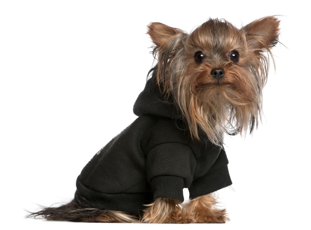 Blank, Plain Dog Hoodie for Pets 0-20 Pounds (XS-XL sizes) Black L (10-14 lbs)