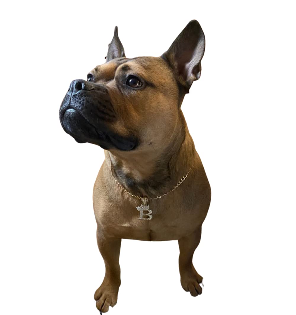 Ba Unique Fashion Initial Letter Cuban Chain Dog Chain Pet Chain Pet, Cat, Puppy Necklace (B, 18')