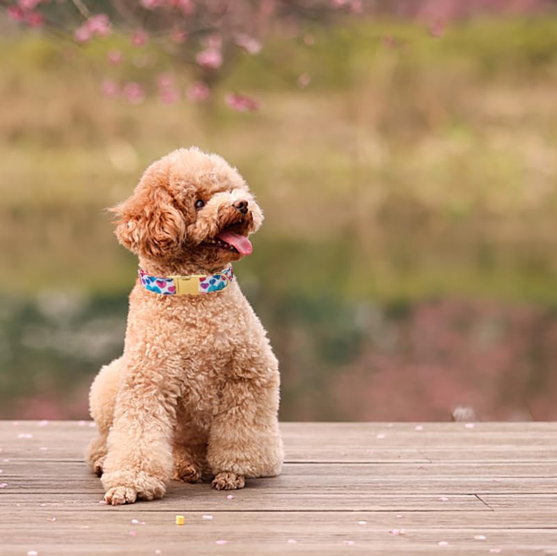 Lionet Paws Valentine Dog Collar, Heavy-Duty Cute Colorful Heart Pattern Pet Collar With Metal Buckle For Medium Large Dogs, Nec