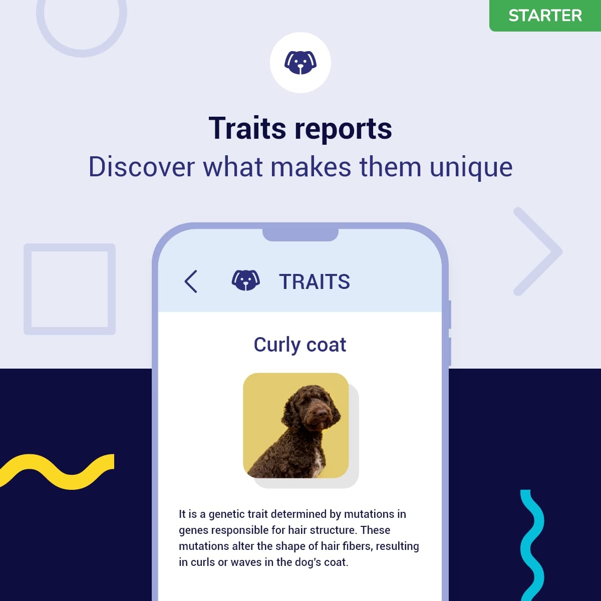 Koko Genetics Starter DNA Test for Dogs, Analyzes & Identifies 400+ Breeds and Offers 25+ Genetic Traits and Ancestry Reports, L