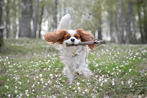 DOOG - The Supersticks Incredible Stalk Fetch Toys Safer Than Real Sticks, Splinter Free, Glow-in-The-Dark Eyes, Floats, Easy to