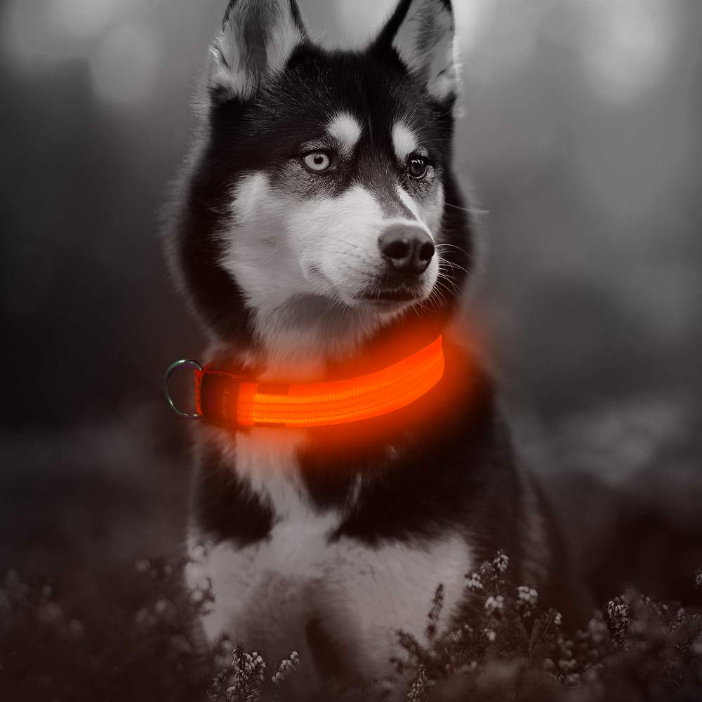 Illumifun Led Dog Collar, Usb Rechargeable Led Collar For Dogs Glow In The Dark, Reflective Light-Up Collar Make Your Dogs Safe& Seen At Night (Orangeⅲ, Small)