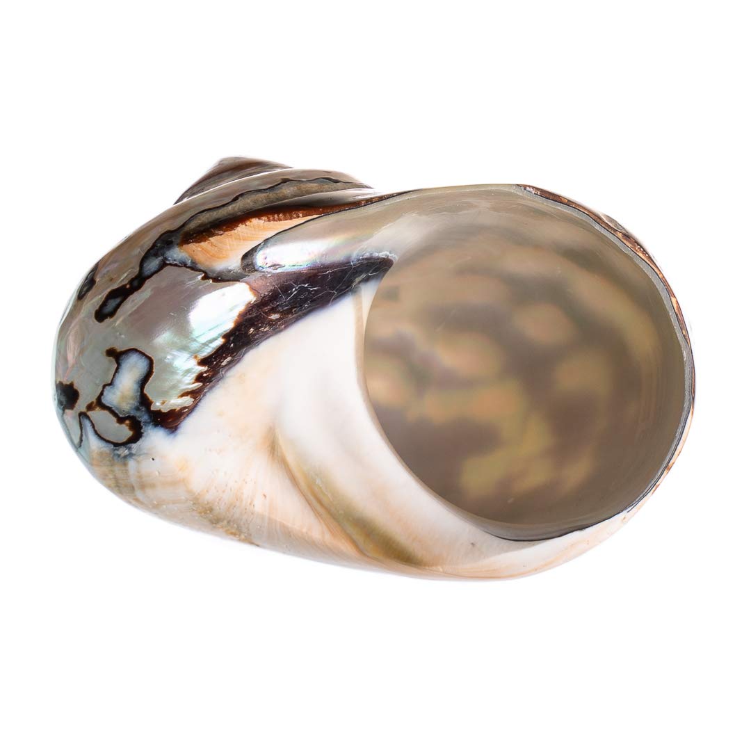 Hermit Crab Shells | Turbo Shells | African Sarmaticus Turbo Shell 3'-3.5' | Hermit Crab House For Décor | Plus Free Nautical Ebook By Joseph Rains