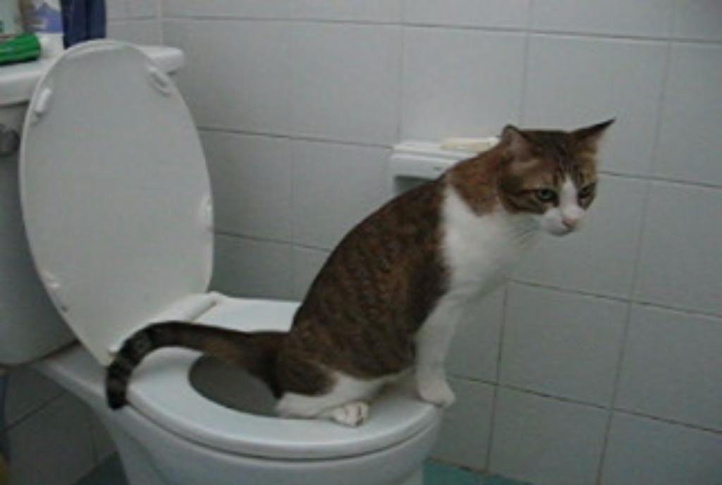 Citikitty Cat Toilet Training Kit (One Pack)