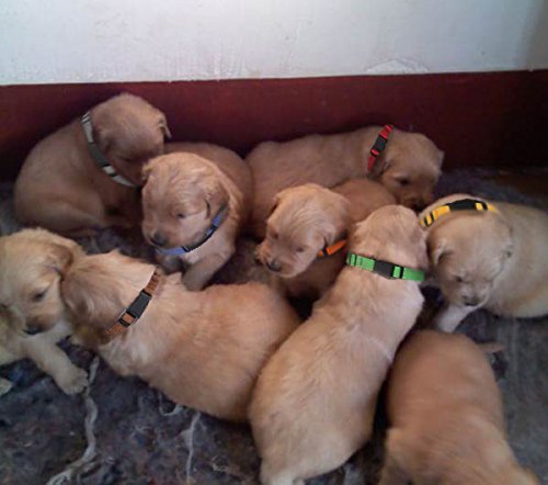 All4Pet Soft Nylon Puppy Collars Puppy Id Collars Whelping Litter Collars(Deluxe) (12/Set)