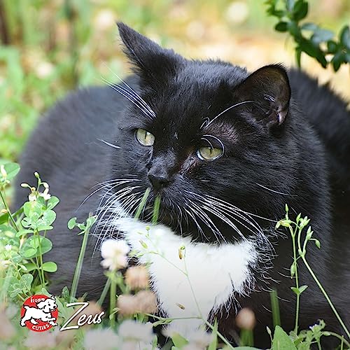 Fromm Four-Star Nutritionals Beef Livattini Veg Cat Food - Premium Dry Cat Food - Beef Recipe - 10 lb