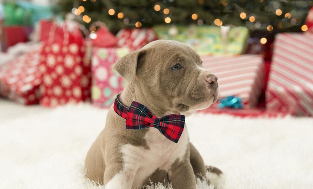 Lionet Paws Christmas Dog Collar With Bowtie, Dog Bowtie Collar With Metal Buckle For Dogs, Adjustable Comfortable Dog Collar Girl Boy Gift, L, Neck 16-24 In
