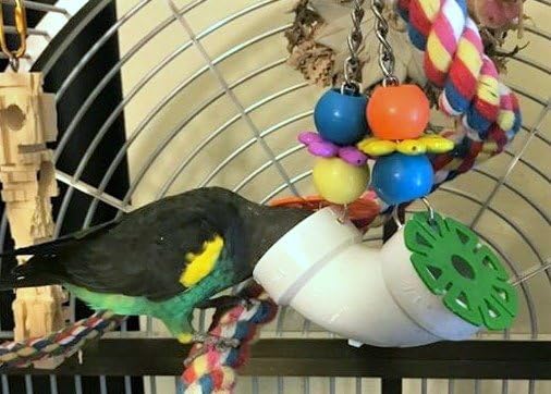 Super Bird Creations SB751 PVC Forager Bird Toy, Medium/Large Bird Size, 3? x 5? x 8?