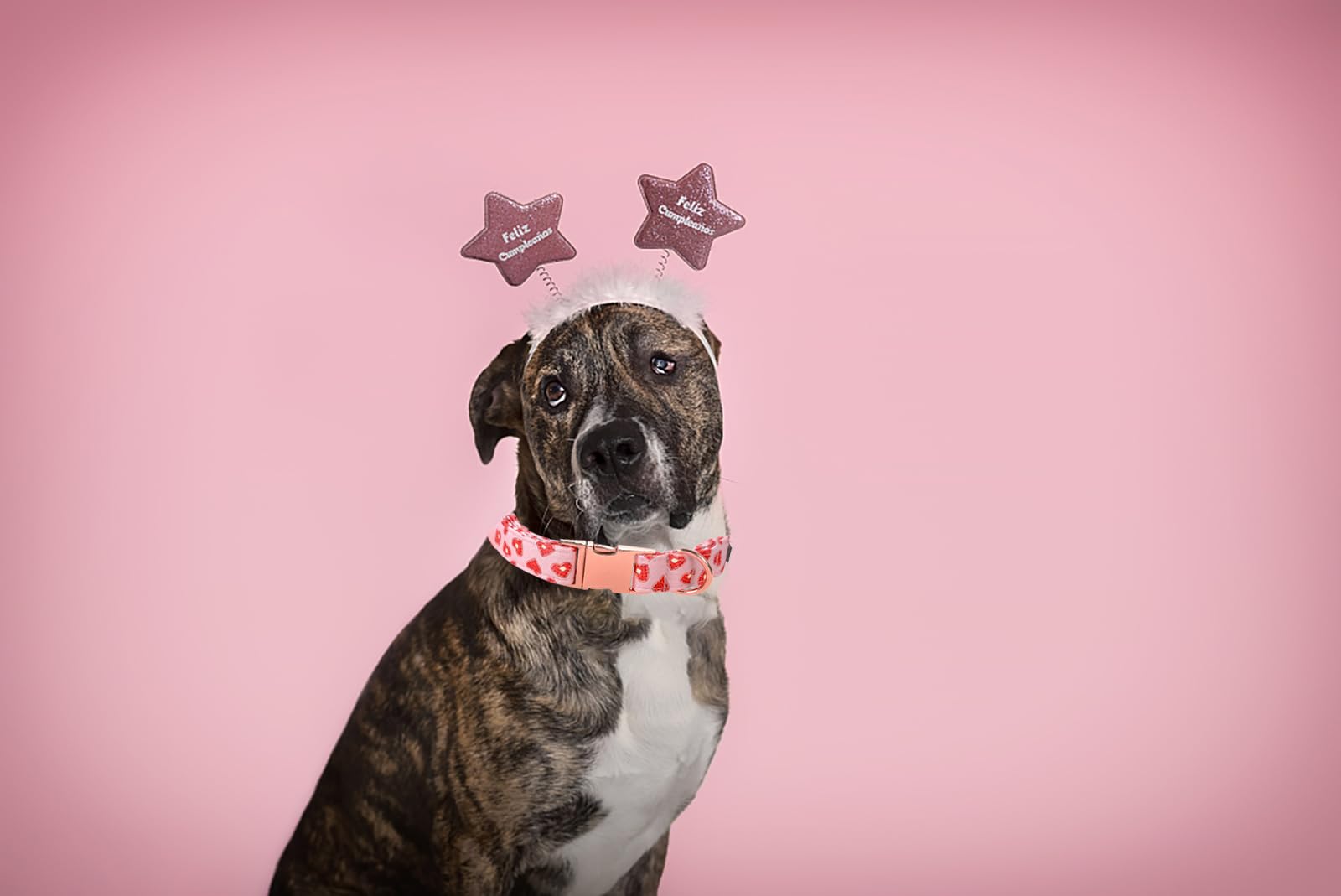 Lionet Paws Valentine Dog Collar, Heavy-Duty Cute Red Heart Pattern Collar With Metal Buckle Pet For Large Dogs, Xlarge, Neck 16
