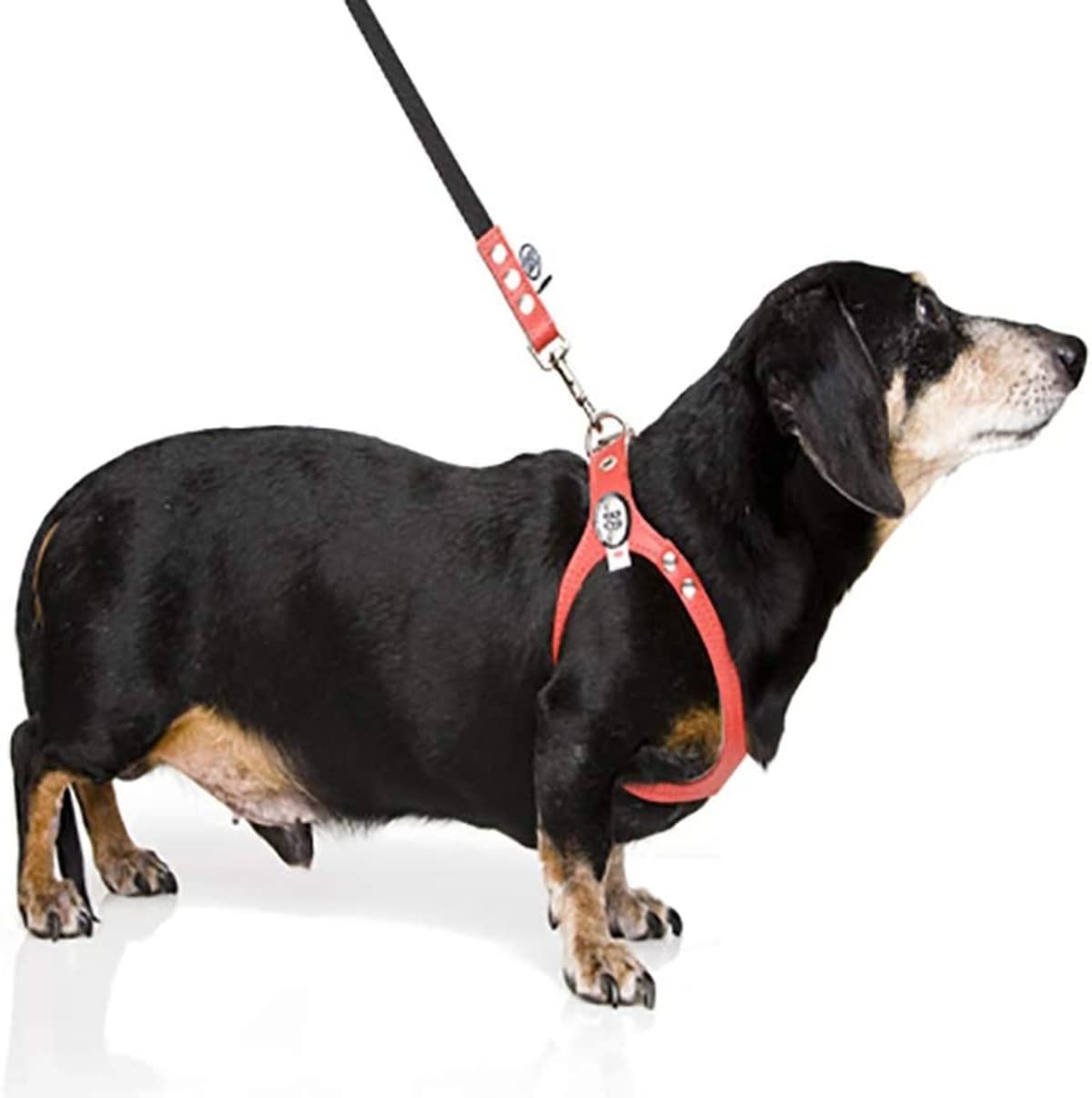 BUDDY BELT Premium Leather Harness - Pebble Grain Black, Size 7