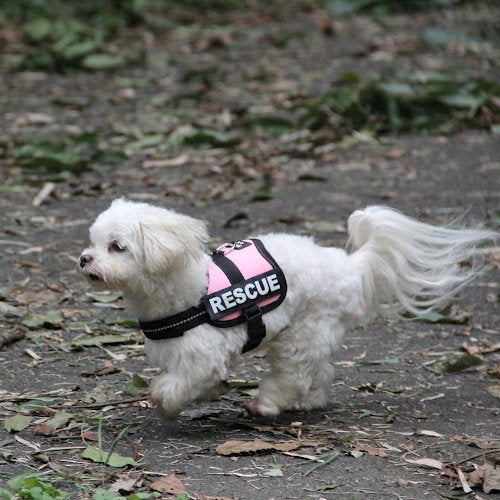 K9 Powerharness, Size: Baby 1, Kiwi