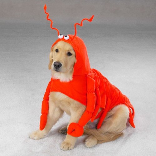 Casual Canine Lobster Paws Dog Costume, Small (fits lengths up to 12), Red-Orange