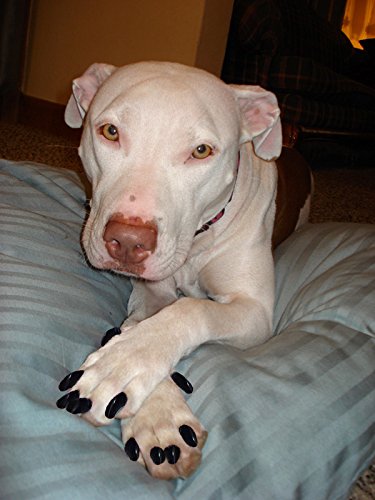 Purrdy Paws 100 Pack Soft Nail Caps For Dog Claws Clear Jumbo