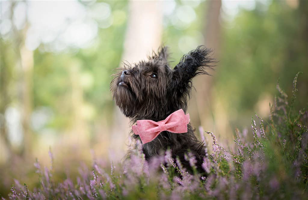 Elegant Little Tail Pink Colorful Dog Collar, Comfortable Dog Collar With Bow Adjustable Soft Bow Tie Dog Collars For Small Dogs