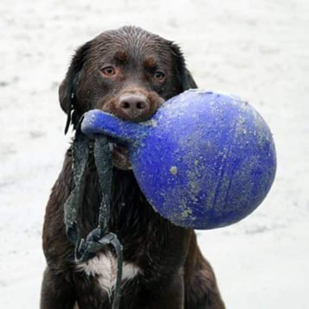Jolly Pets Dog 10-Inch Tug-N-Toss, Blue